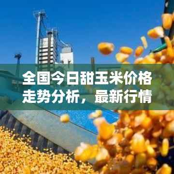 全國(guó)今日甜玉米價(jià)格走勢(shì)分析，最新行情概覽