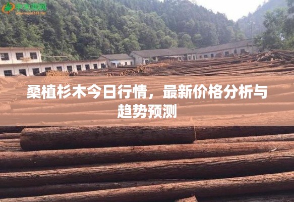 桑植杉木今日行情，最新價格分析與趨勢預測