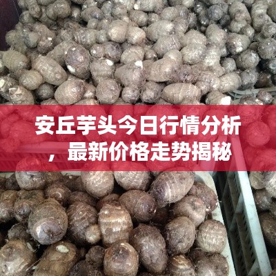 安丘芋頭今日行情分析，最新價格走勢揭秘