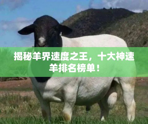 揭秘羊界速度之王，十大神速羊排名榜單！