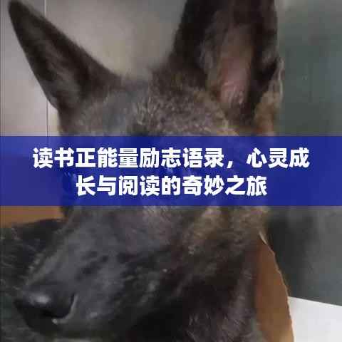 讀書正能量勵志語錄，心靈成長與閱讀的奇妙之旅