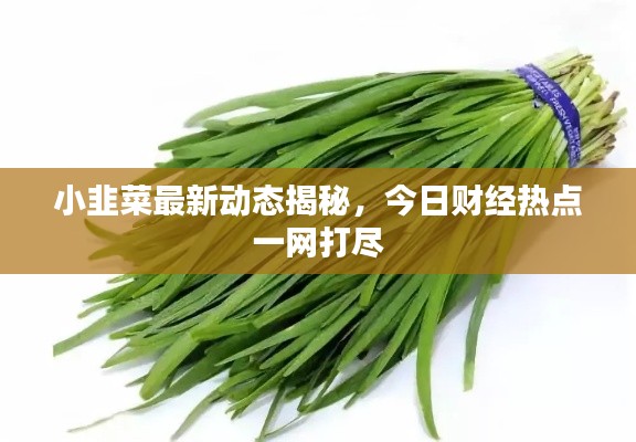 小韭菜最新動態(tài)揭秘，今日財經(jīng)熱點一網(wǎng)打盡
