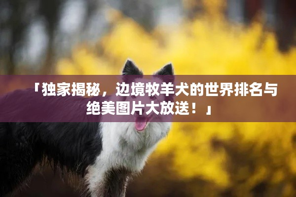 「獨家揭秘，邊境牧羊犬的世界排名與絕美圖片大放送！」