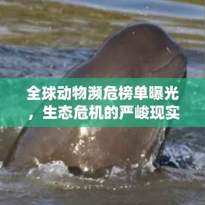 全球動物瀕危榜單曝光，生態危機的嚴峻現實揭秘