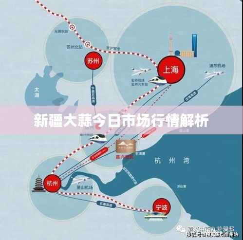 新疆大蒜今日市場行情解析