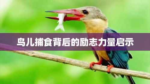 鳥兒捕食背后的勵志力量啟示
