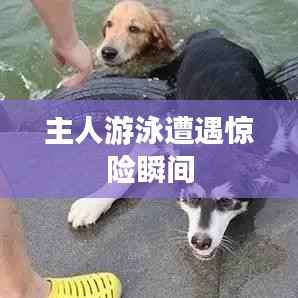 主人游泳遭遇驚險瞬間