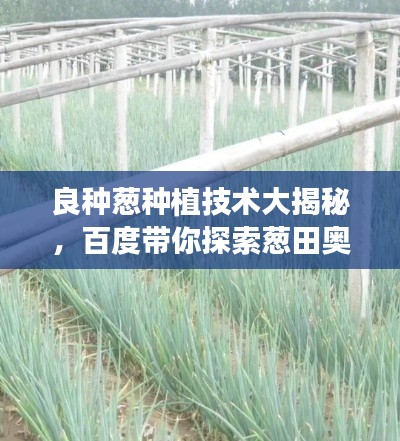 物稀為貴 第4頁