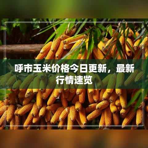 呼市玉米價格今日更新，最新行情速覽