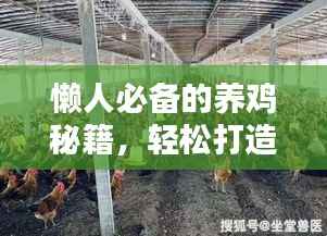 懶人必備的養雞秘籍，輕松打造雞舍小天地（最新攻略）