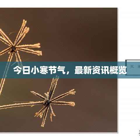 今日小寒節氣，最新資訊概覽