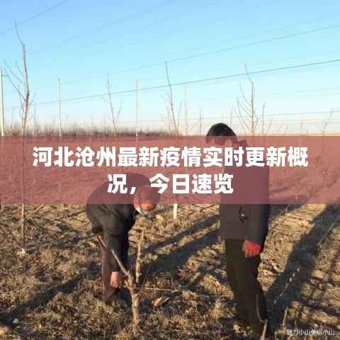 河北滄州最新疫情實時更新概況，今日速覽