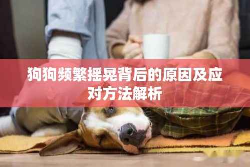 狗狗頻繁搖晃背后的原因及應對方法解析