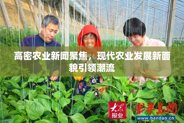 高密農業新聞聚焦，現代農業發展新面貌引領潮流