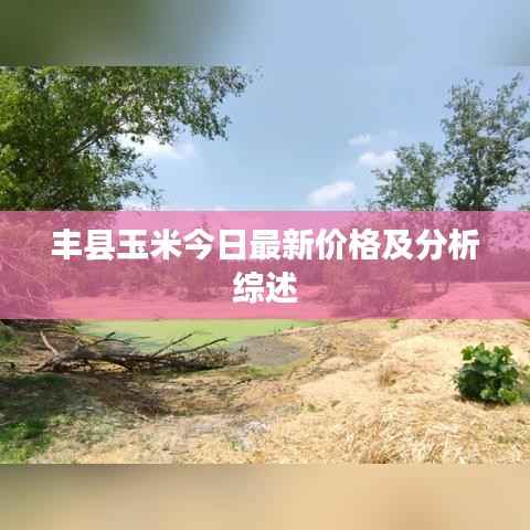豐縣玉米今日最新價格及分析綜述