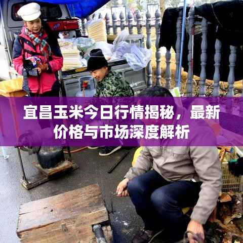 宜昌玉米今日行情揭秘，最新價格與市場深度解析