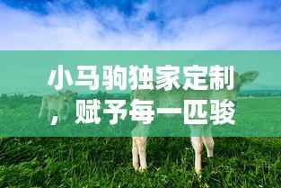 小馬駒獨家定制，賦予每一匹駿馬獨特魅力