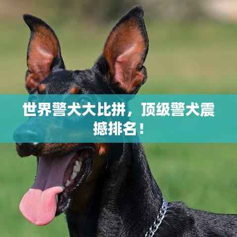 世界警犬大比拼，頂級(jí)警犬震撼排名！
