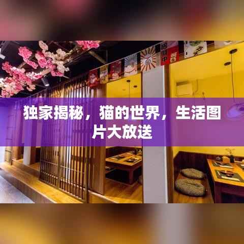 獨家揭秘，貓的世界，生活圖片大放送