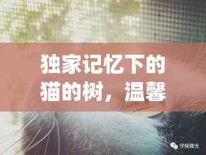 獨家記憶下的貓的樹，溫馨故事等你探索