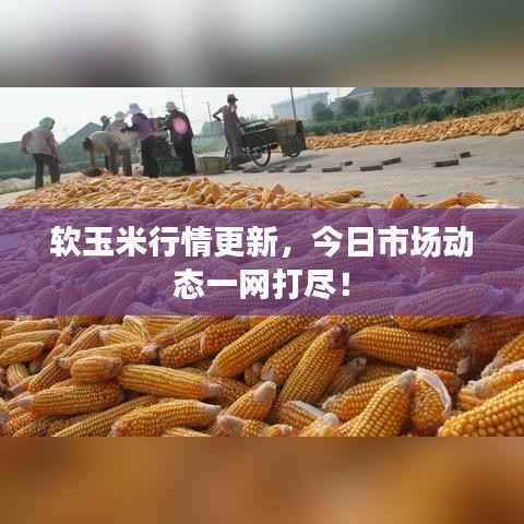 軟玉米行情更新，今日市場動(dòng)態(tài)一網(wǎng)打盡！